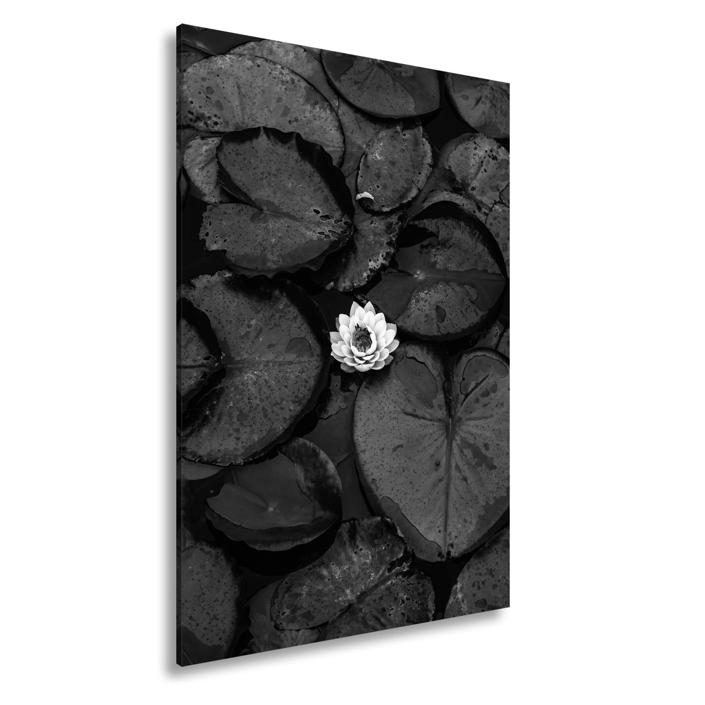 Leinwandbild Zarte Seerose ruht auf dunklem Wasser voller Stille. - deyoli