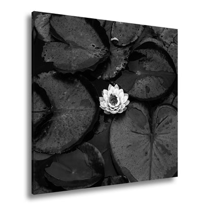 Leinwandbild Zarte Seerose ruht auf dunklem Wasser voller Stille. - deyoli