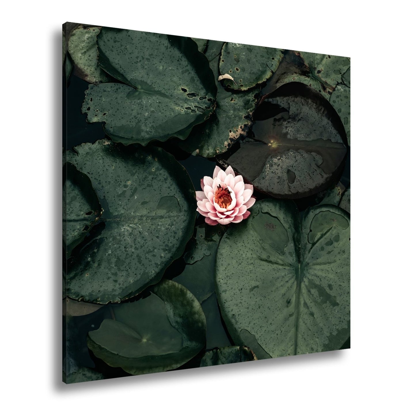 Leinwandbild Zarte Seerose ruht auf dunklem Wasser voller Stille. - deyoli