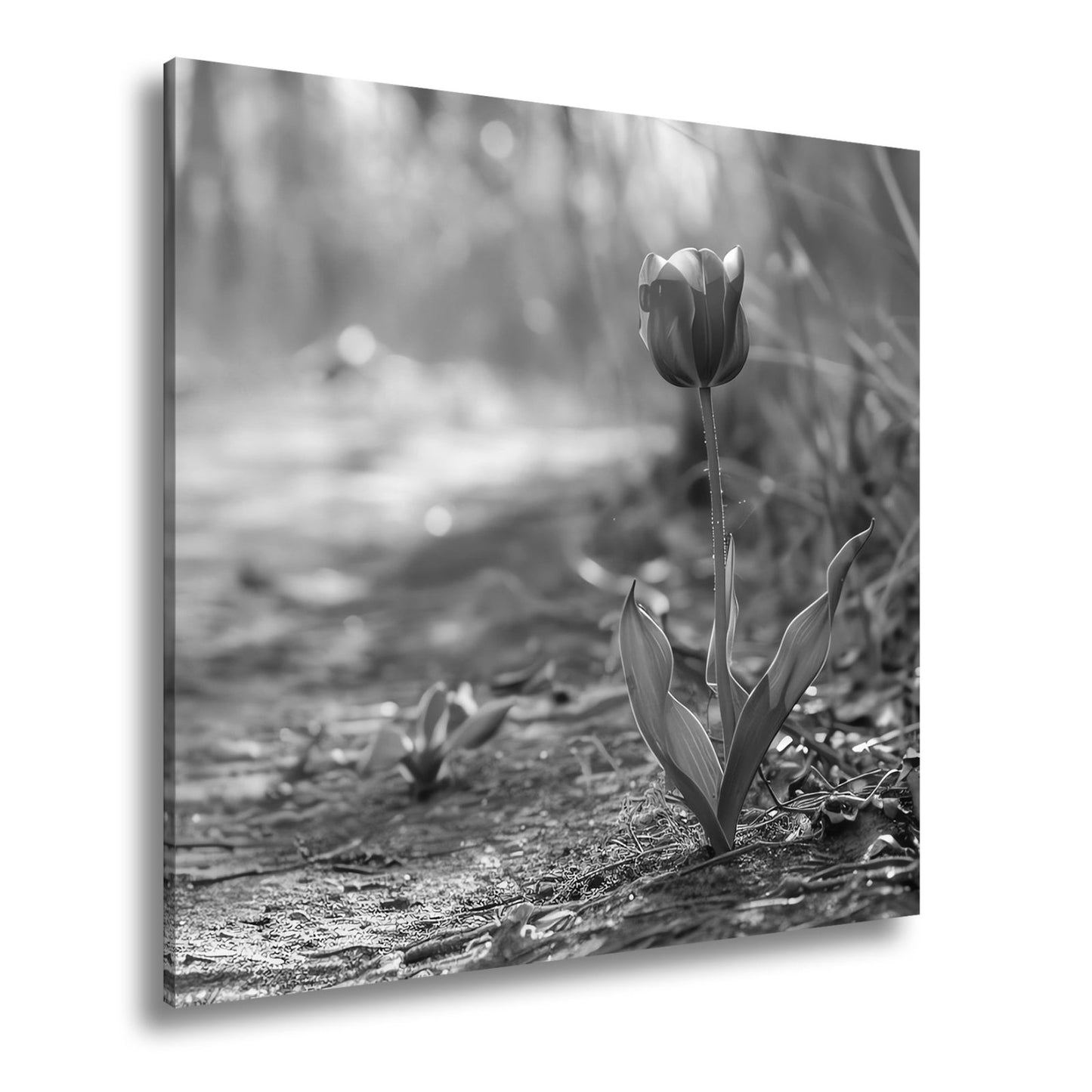 Leinwandbild Zarte Tulpe trotzt dem Morgenlicht – Blütentraum XXL - deyoli