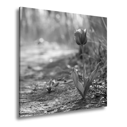 Leinwandbild Zarte Tulpe trotzt dem Morgenlicht – Blütentraum XXL - deyoli