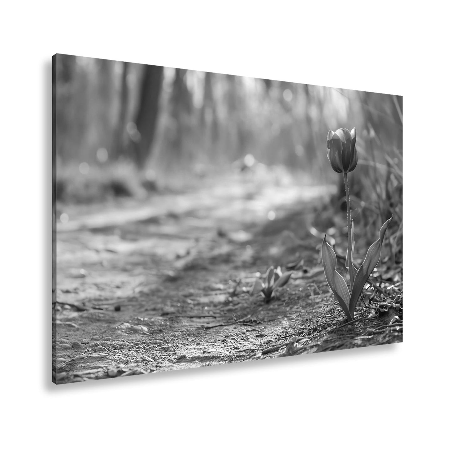Leinwandbild Zarte Tulpe trotzt dem Morgenlicht – Blütentraum XXL - deyoli