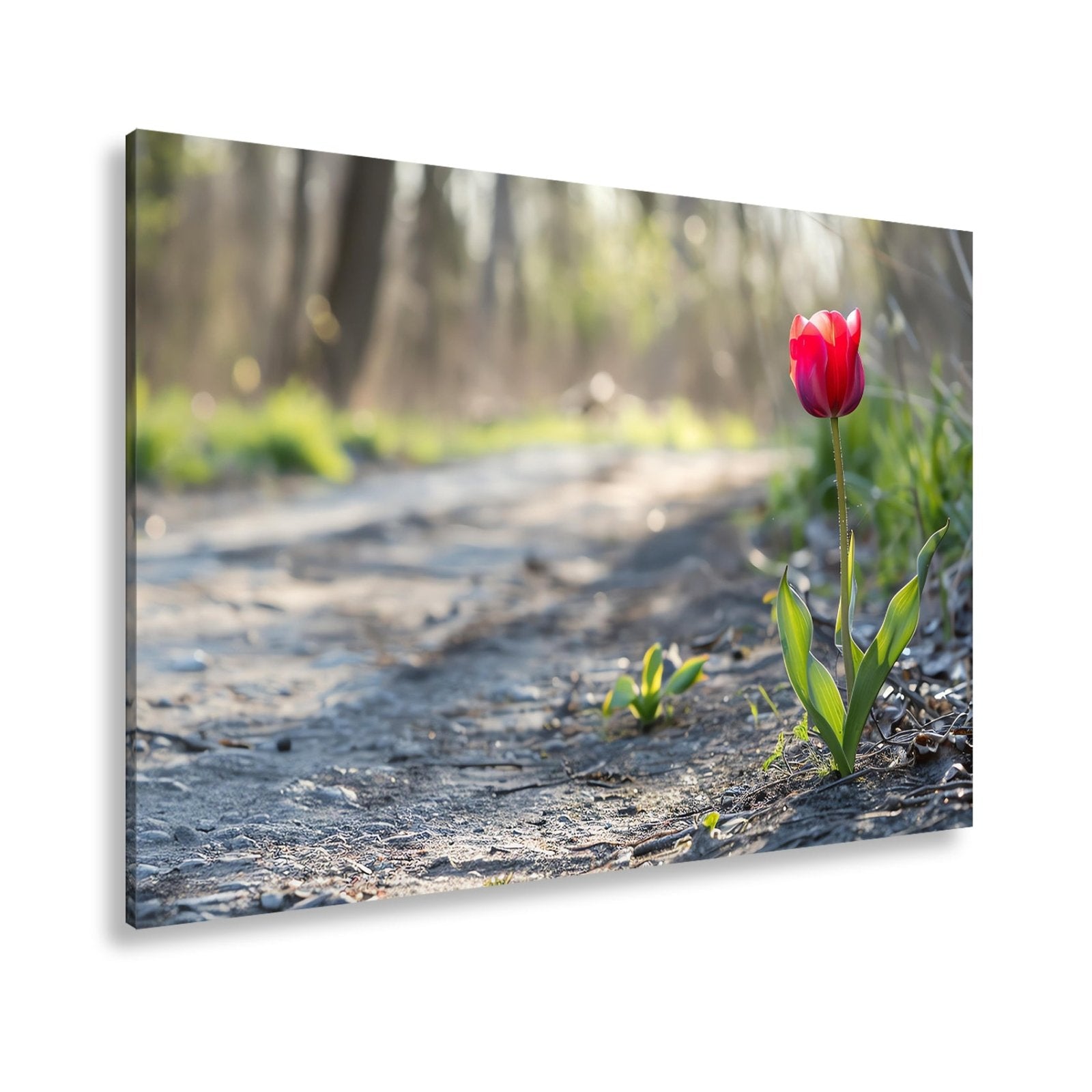 Leinwandbild Zarte Tulpe trotzt dem Morgenlicht – Blütentraum XXL - deyoli