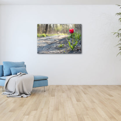 Leinwandbild Zarte Tulpe trotzt dem Morgenlicht – Blütentraum XXL - deyoli