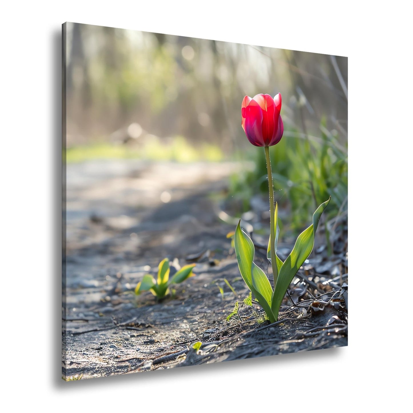 Leinwandbild Zarte Tulpe trotzt dem Morgenlicht – Blütentraum XXL - deyoli