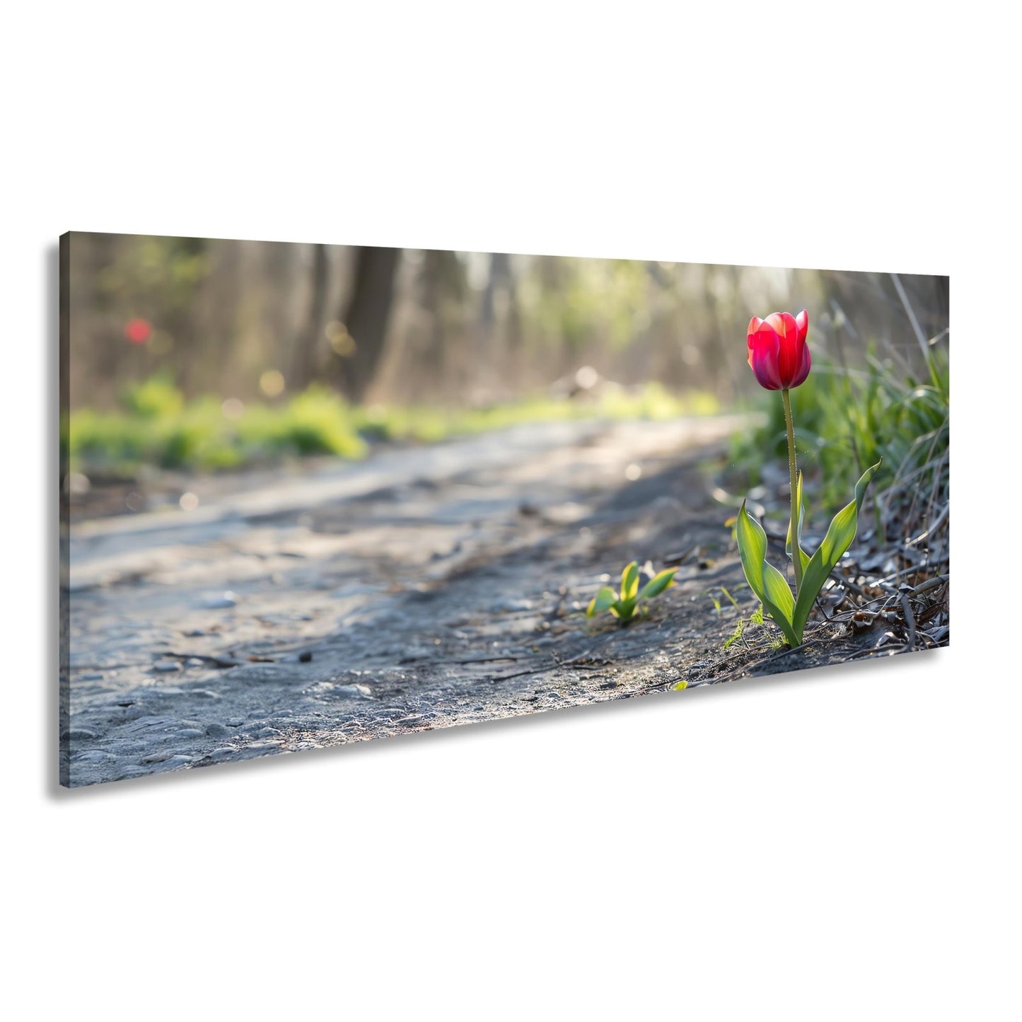Leinwandbild Zarte Tulpe trotzt dem Morgenlicht – Blütentraum XXL - deyoli