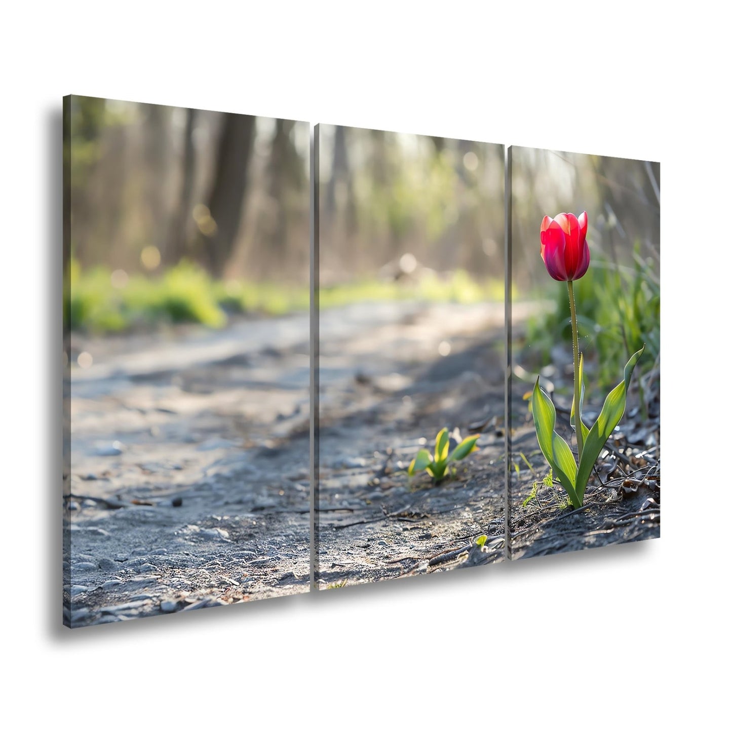 Leinwandbild Zarte Tulpe trotzt dem Morgenlicht – Blütentraum XXL - deyoli