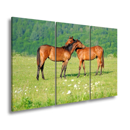 Leinwandbild Zärtliche Pferdeliebe in sommerlicher Wiesenruhe - deyoli