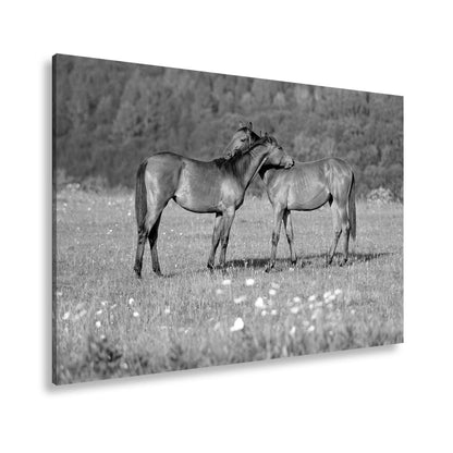 Leinwandbild Zärtliche Pferdeliebe in sommerlicher Wiesenruhe - deyoli