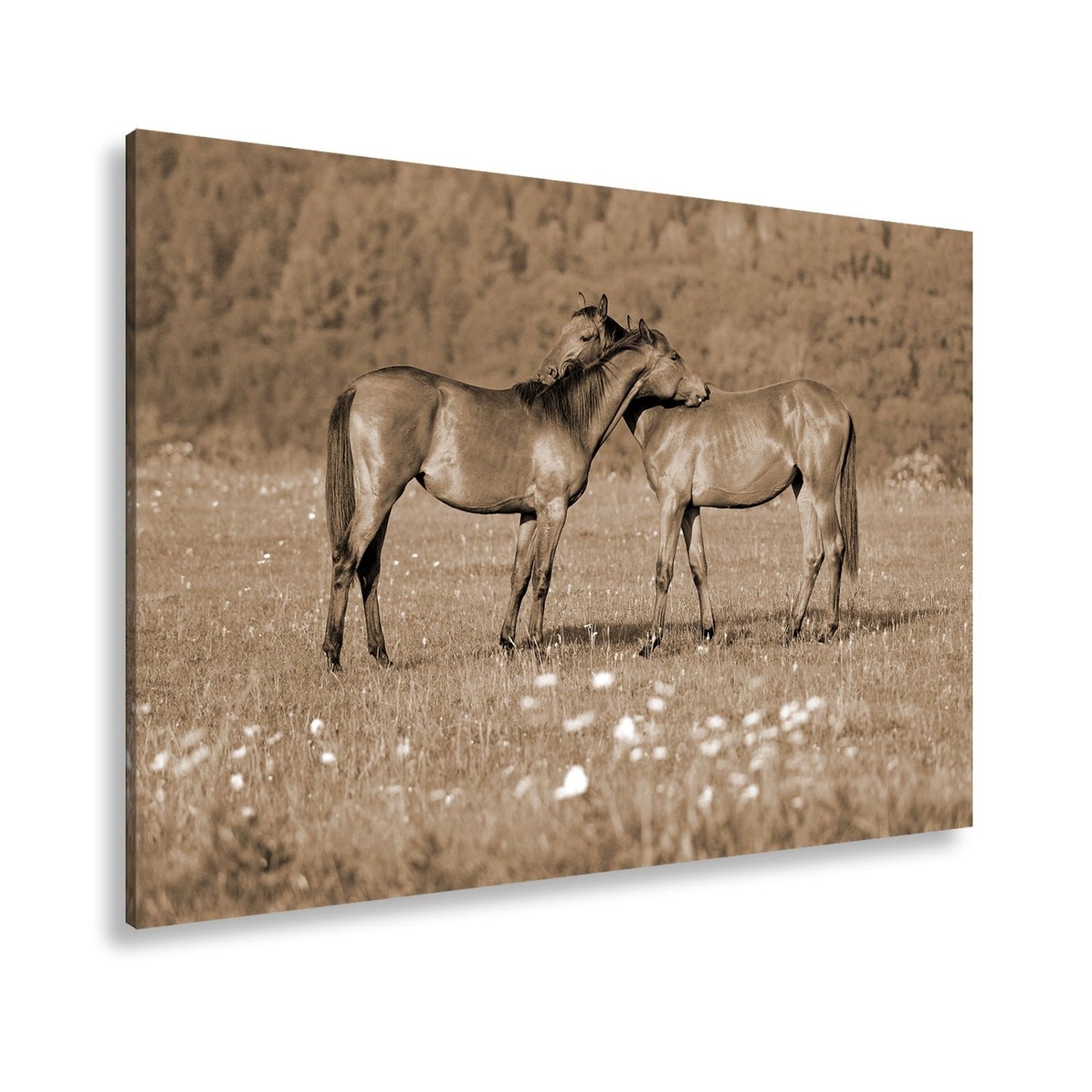 Leinwandbild Zärtliche Pferdeliebe in sommerlicher Wiesenruhe - deyoli