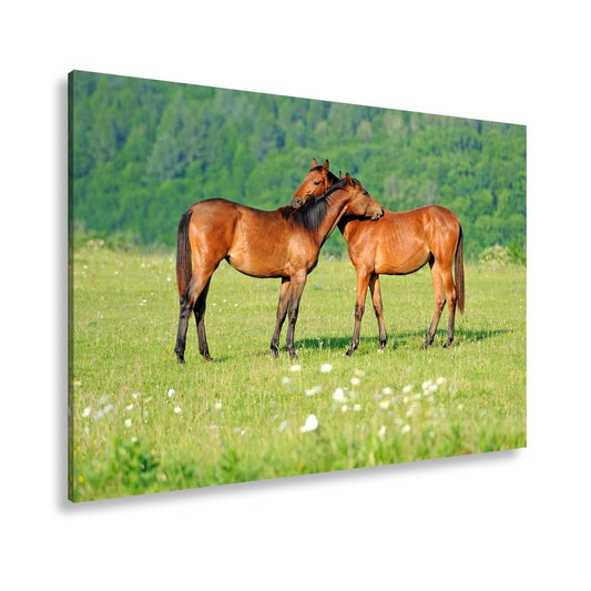 Leinwandbild Zärtliche Pferdeliebe in sommerlicher Wiesenruhe - deyoli