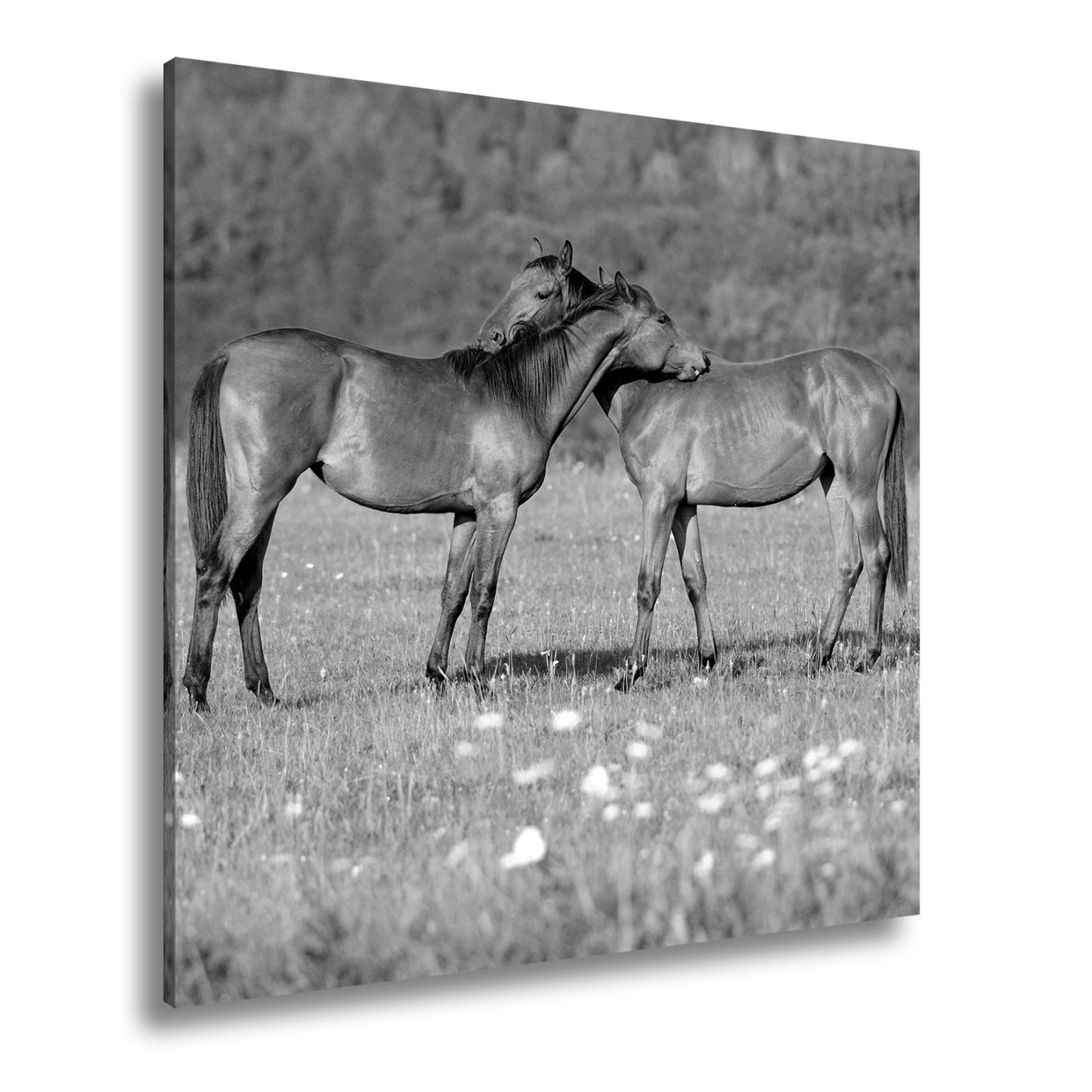 Leinwandbild Zärtliche Pferdeliebe in sommerlicher Wiesenruhe - deyoli