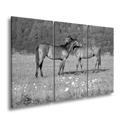 Leinwandbild Zärtliche Pferdeliebe in sommerlicher Wiesenruhe - deyoli