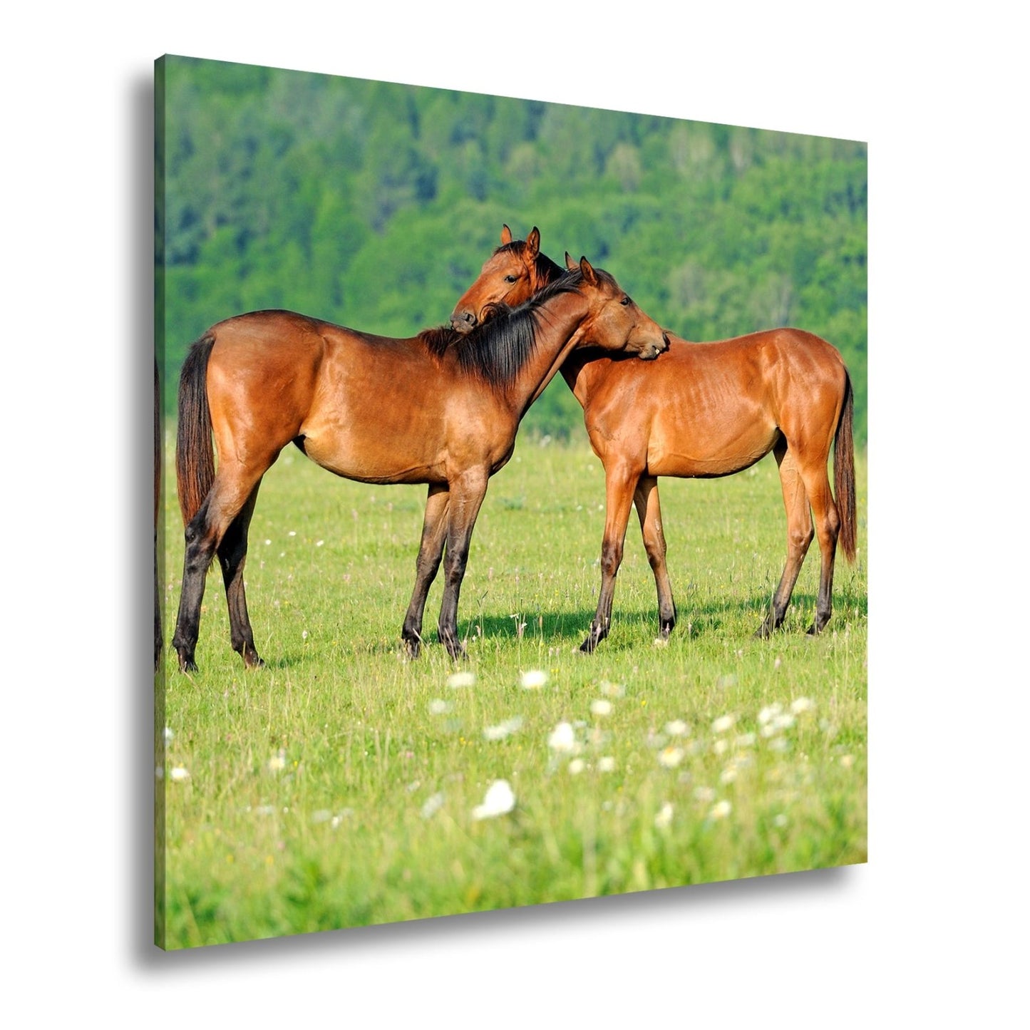 Leinwandbild Zärtliche Pferdeliebe in sommerlicher Wiesenruhe - deyoli