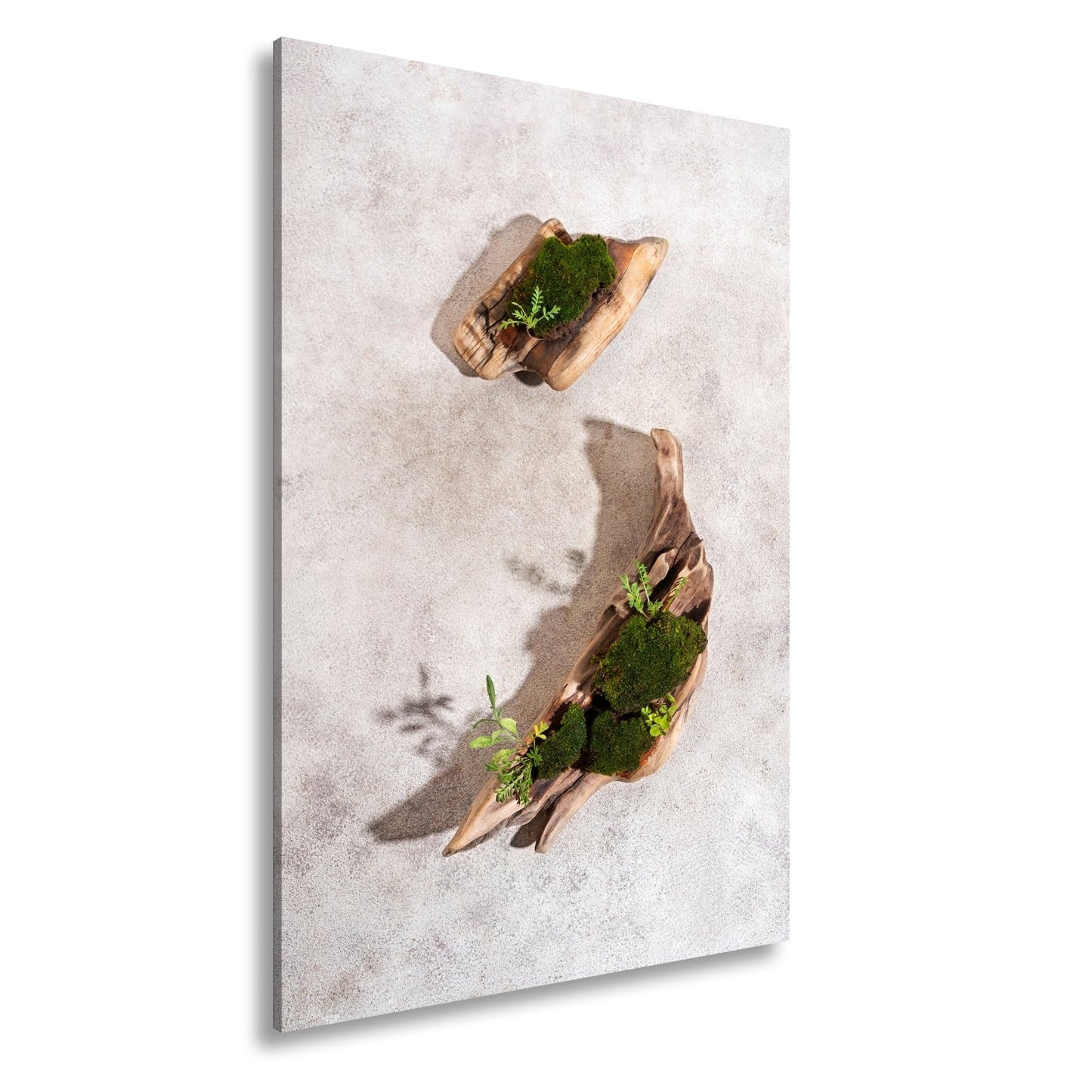 Leinwandbild Zen trifft Design – Moosgarten auf Treibholz. - deyoli