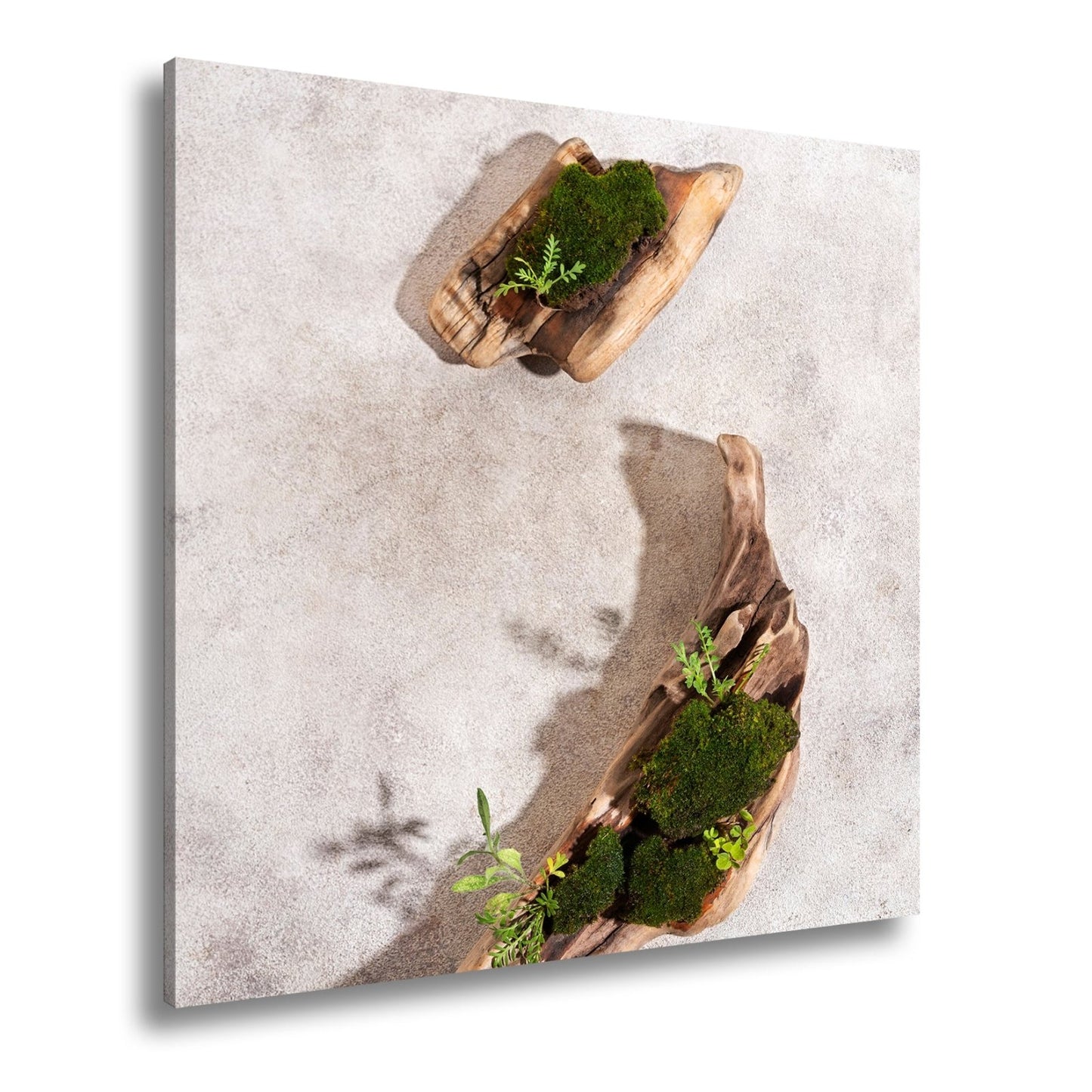 Leinwandbild Zen trifft Design – Moosgarten auf Treibholz. - deyoli