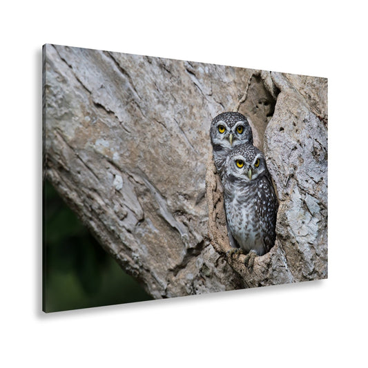 Leinwandbild Zwei Eulen blicken wachsam aus ihrer Baumhöhle. - deyoli