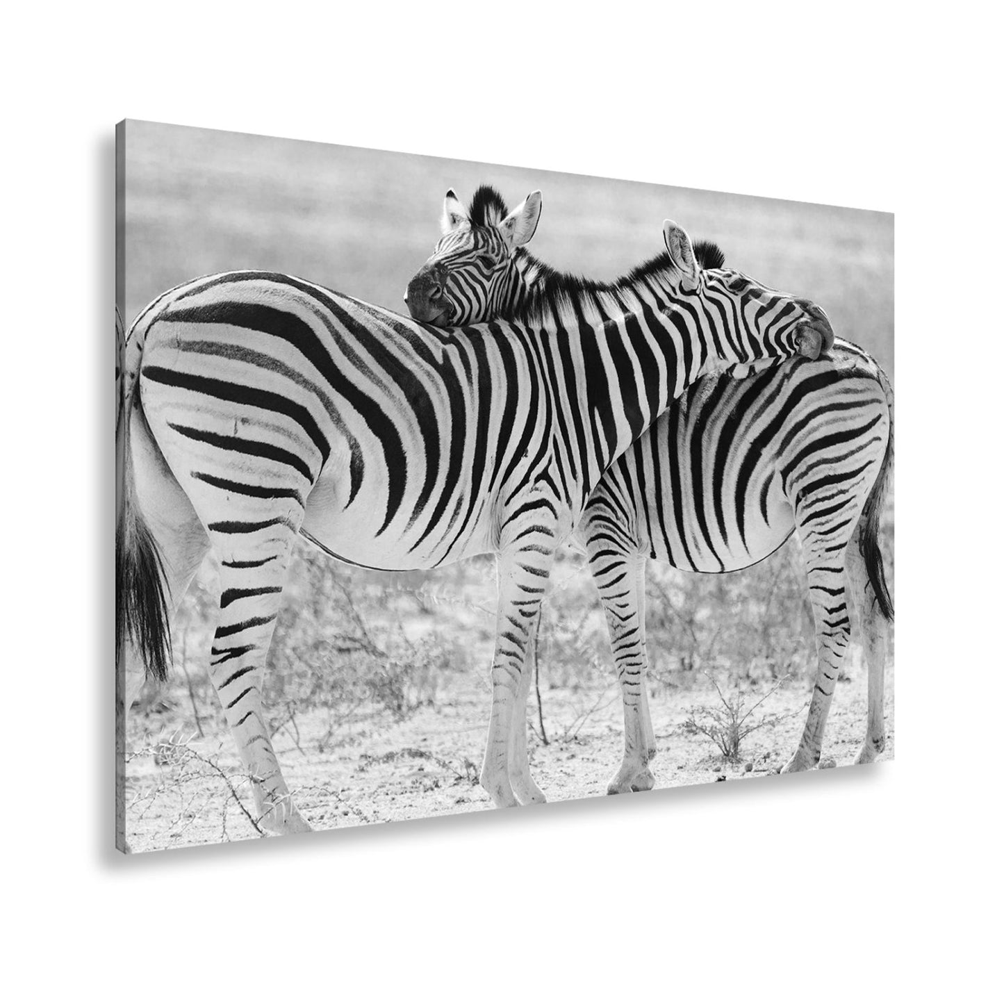 Leinwandbild Zwei Zebras verschlingen sich in zarter, gestreifter Umarmung - deyoli