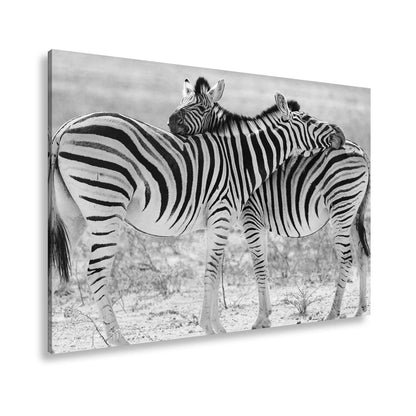 Leinwandbild Zwei Zebras verschlingen sich in zarter, gestreifter Umarmung - deyoli