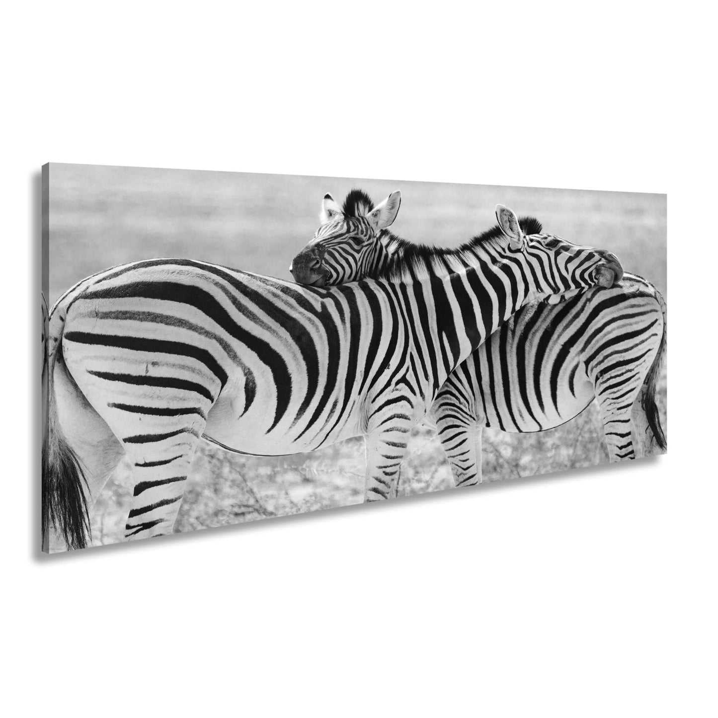Leinwandbild Zwei Zebras verschlingen sich in zarter, gestreifter Umarmung - deyoli