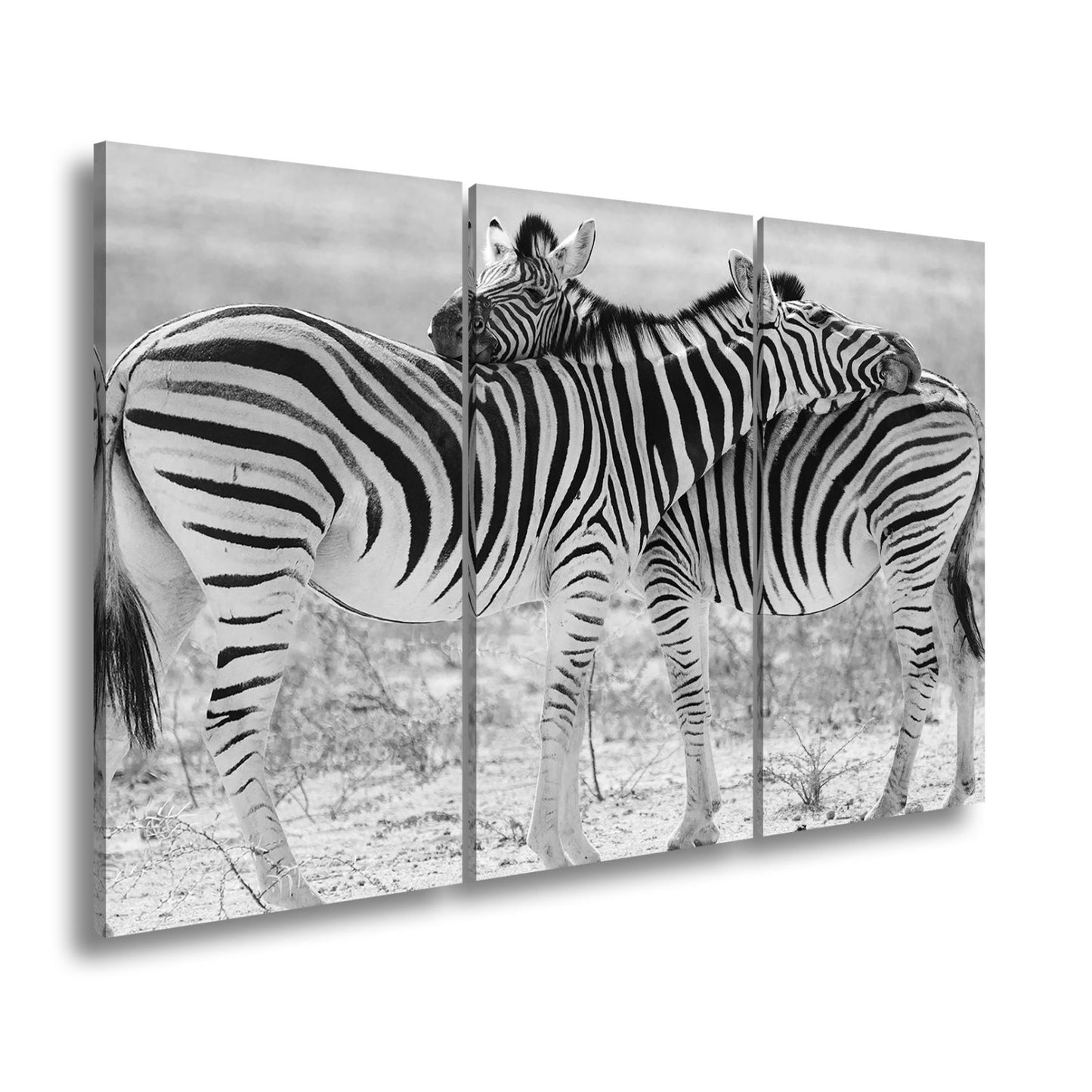 Leinwandbild Zwei Zebras verschlingen sich in zarter, gestreifter Umarmung - deyoli