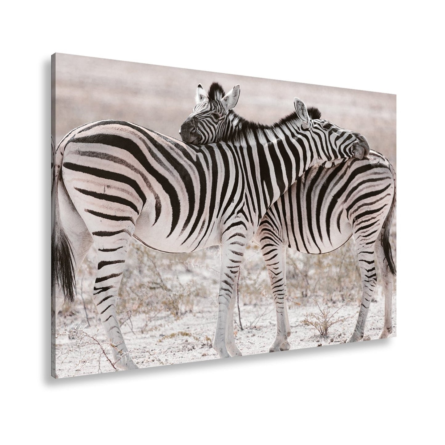 Leinwandbild Zwei Zebras verschlingen sich in zarter, gestreifter Umarmung - deyoli