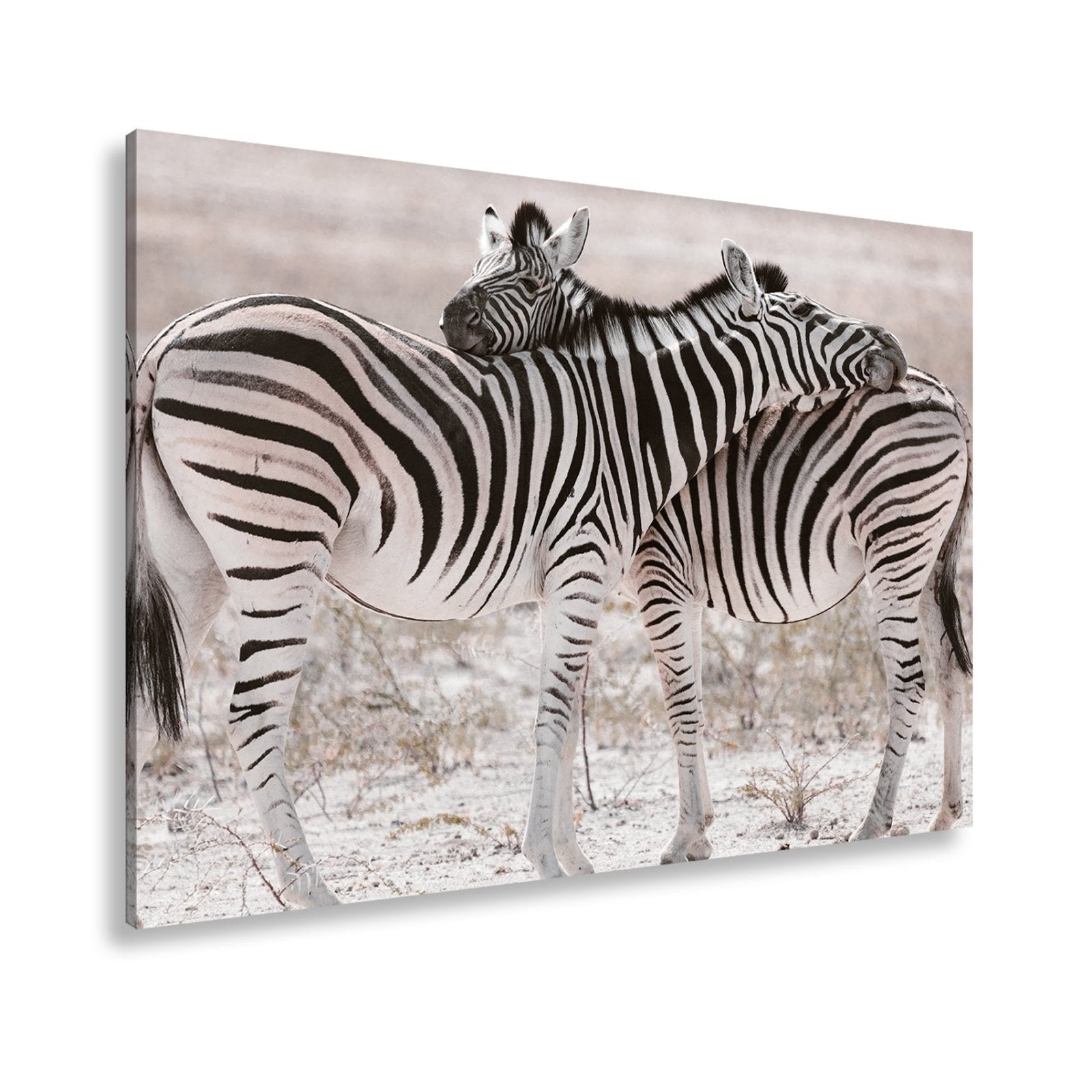 Leinwandbild Zwei Zebras verschlingen sich in zarter, gestreifter Umarmung - deyoli